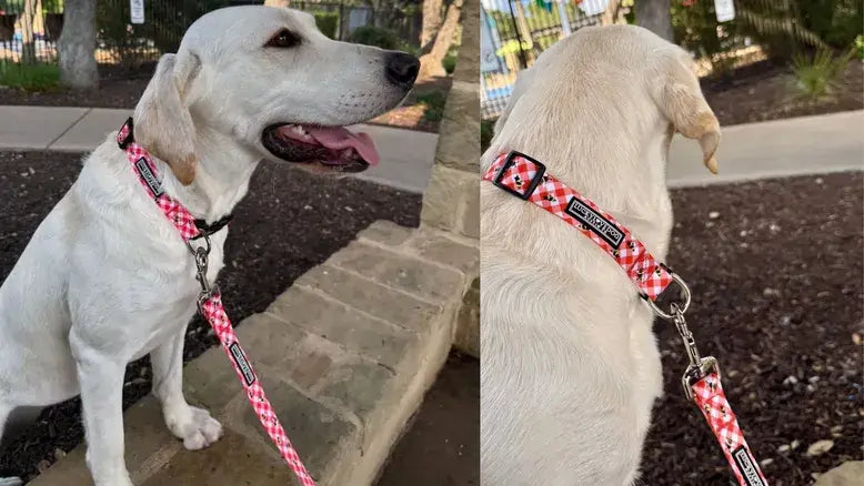 The Ultimate Guide to Choosing the Perfect Dog Collars and Leashes in Austin, TX