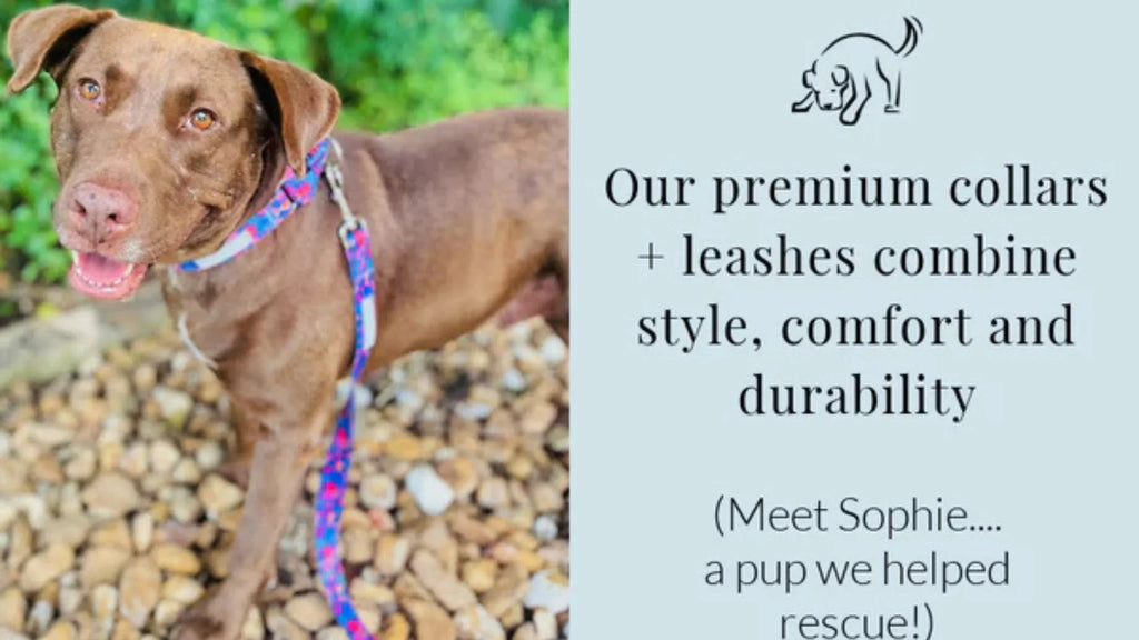 Top Dog Collar & Leash Trends for 2025