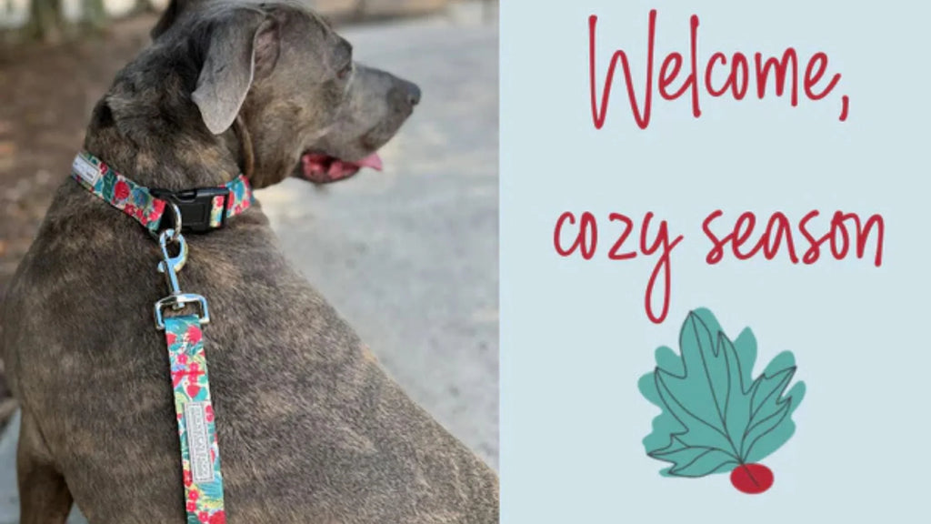 Why Quality Dog Collars and Leashes Really Matter