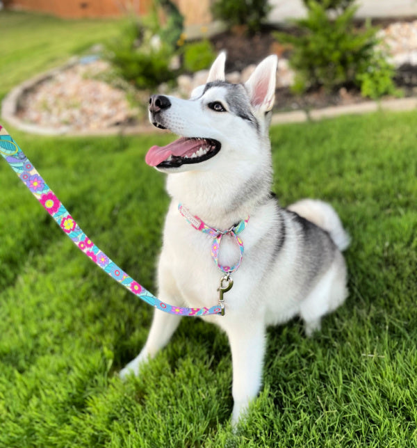 dog in the grass wearing a martingale collar in Caroline pattern