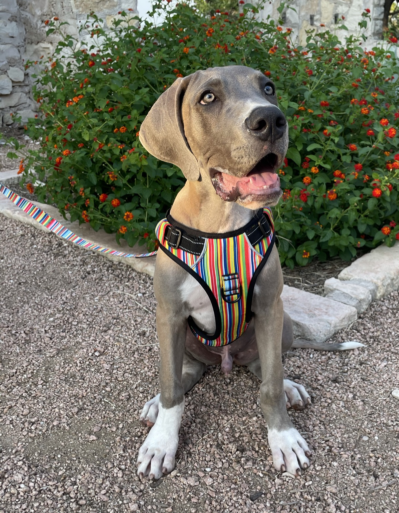 dog in easy walker hippie harness