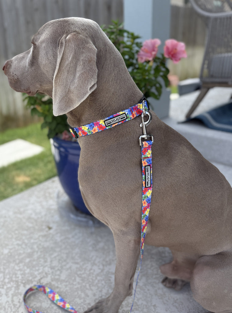 The Ultimate Guide to Choosing the Perfect Dog Collars and Leashes in Austin, TX