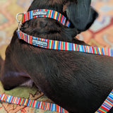 Dog wearing a colorful striped collar and leash set by Lucky Love Dog Austin.