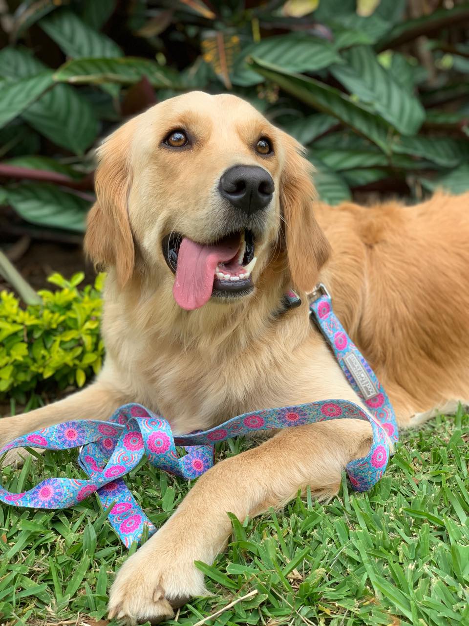 Clara Dog Collar