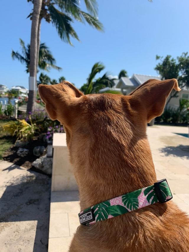 Dog wearing a pink and green tropical collar.
