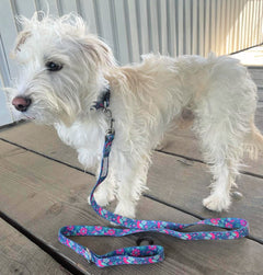 Carriebelle Dog Collar
