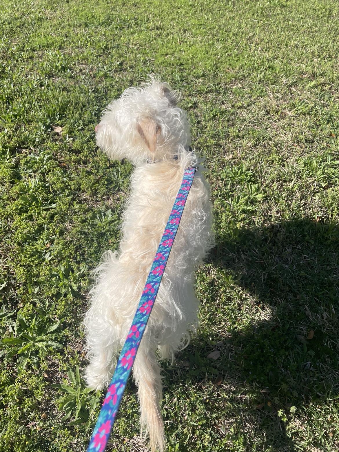 Carriebelle Dog Collar