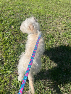 Carriebelle Dog Collar