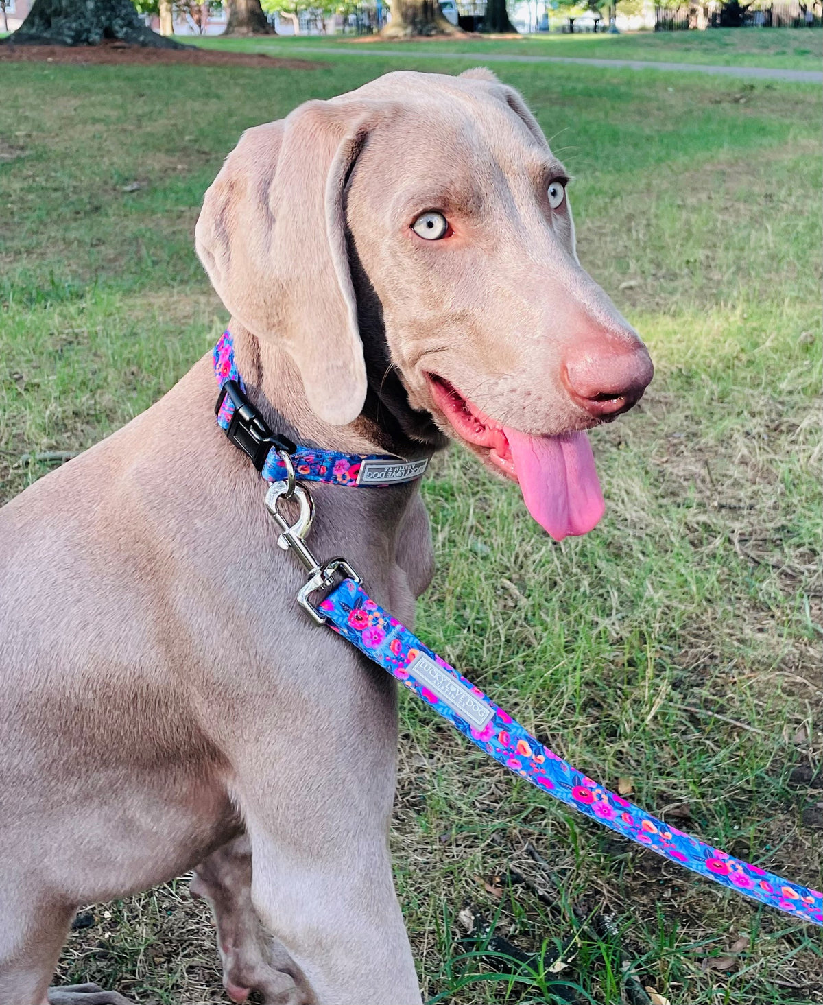 Gray Weimaraner sitting on the grass wearing a blue and pink floral Lucky Love Dog collar with a matching leash.