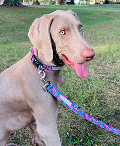 Gray Weimaraner sitting on the grass wearing a blue and pink floral Lucky Love Dog collar with a matching leash.