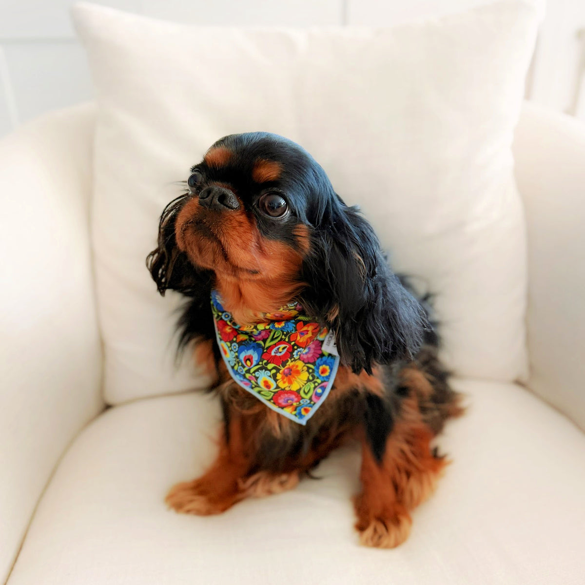 blackbird bandana on small dog