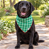 christmas bandana on black lab