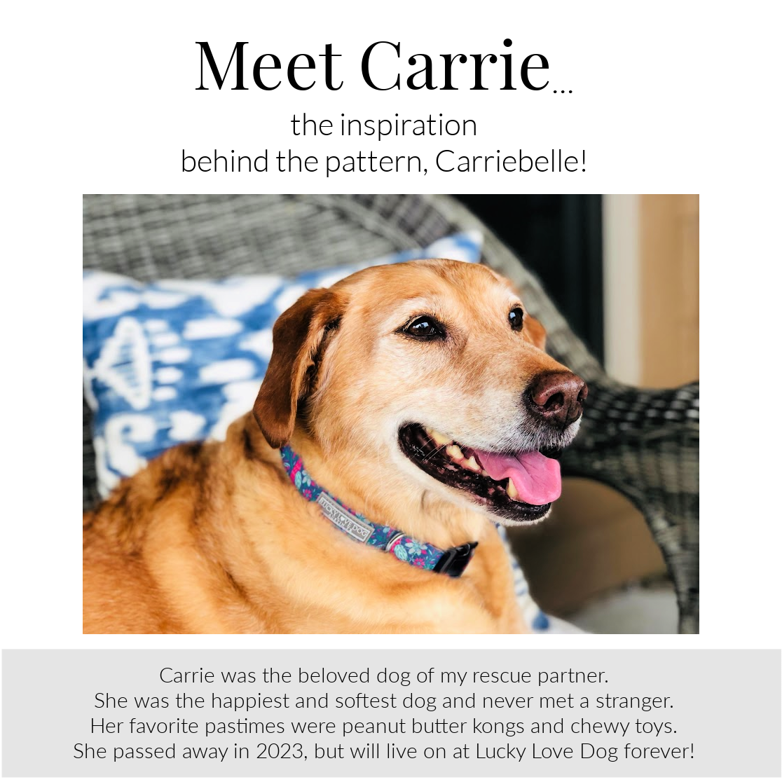 Carriebelle Dog Collar