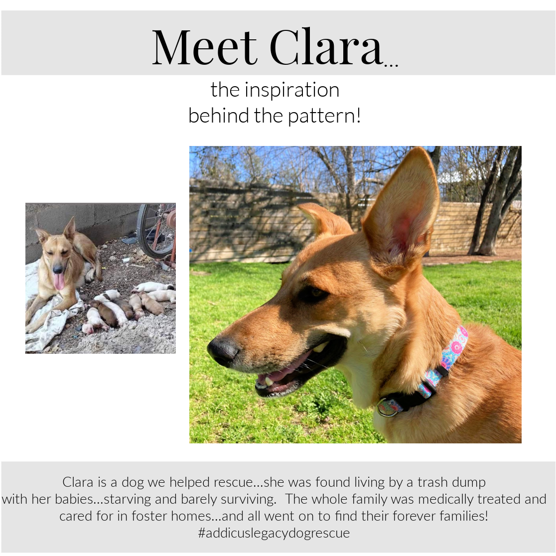 Clara Dog Collar