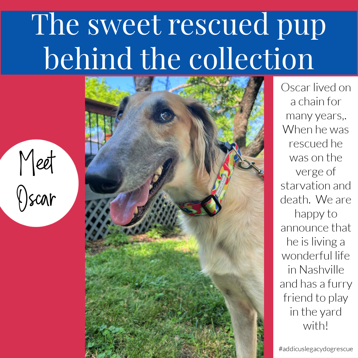Rescue story graphic featuring Oscar, a long-haired dog wearing a colorful Lucky Love Dog collar.