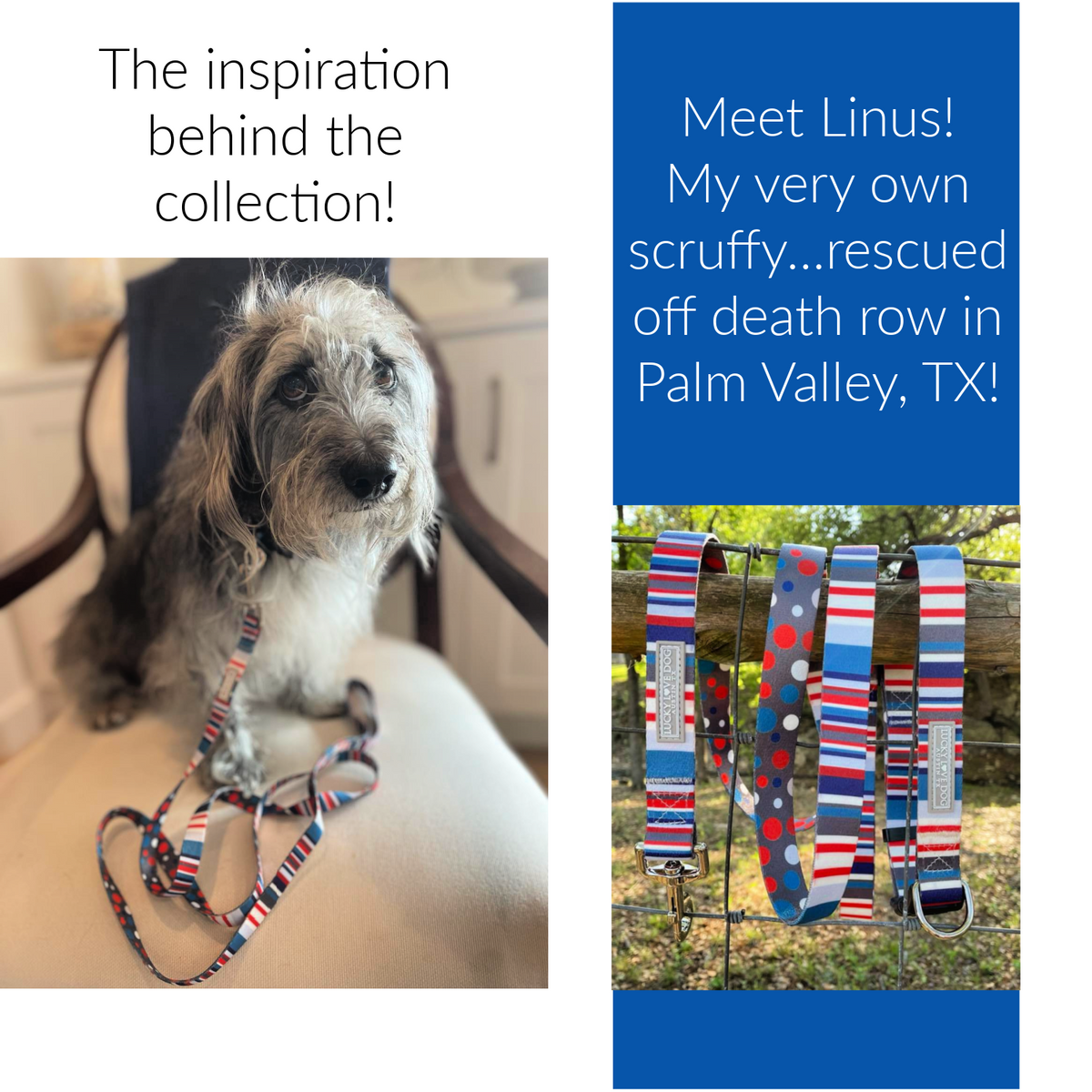 Cruffy, wire-haired rescue dog named Linus sits proudly next to his vibrant, multi-colored leash collection