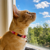 Cat Collar - Molly