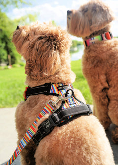 Easy Walker Hippie Harness