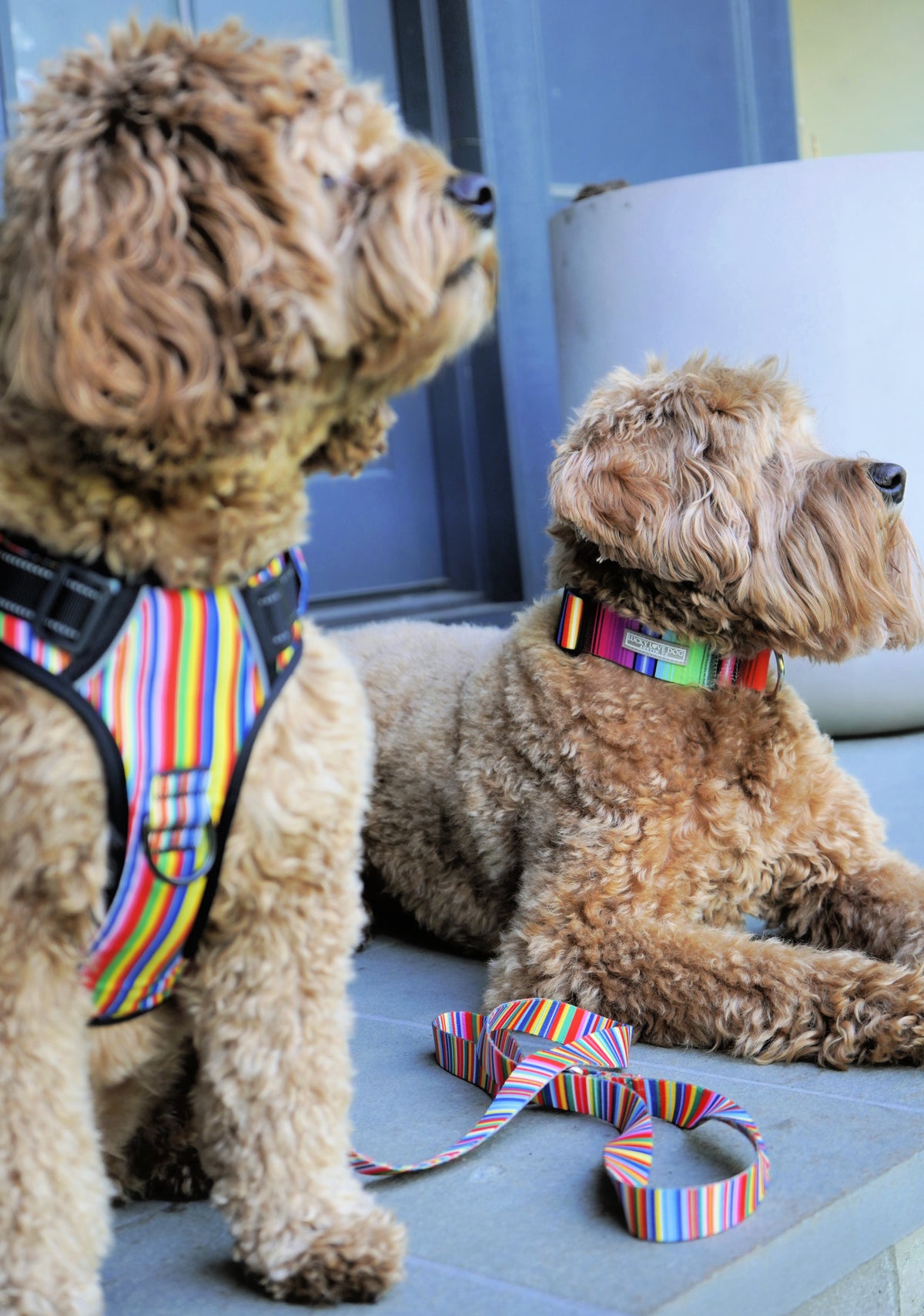 Easy Walker Hippie Harness
