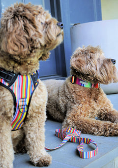 Easy Walker Hippie Harness