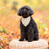 dog in sunny bandana