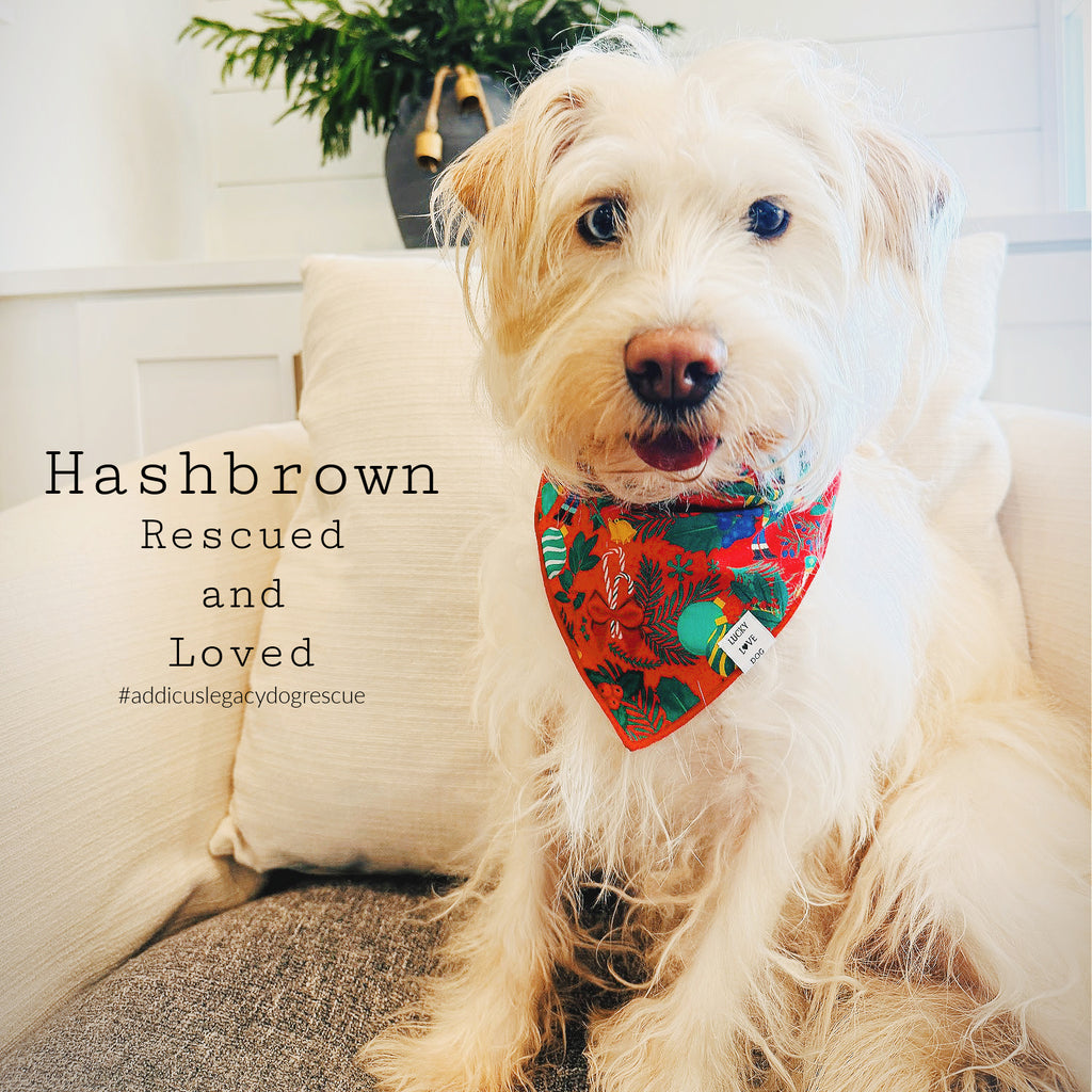 Dog wearing a colorful bandana with text 'Hashbrown Rescued and Loved' and '#addicuslegacydogrescue' on a couch.