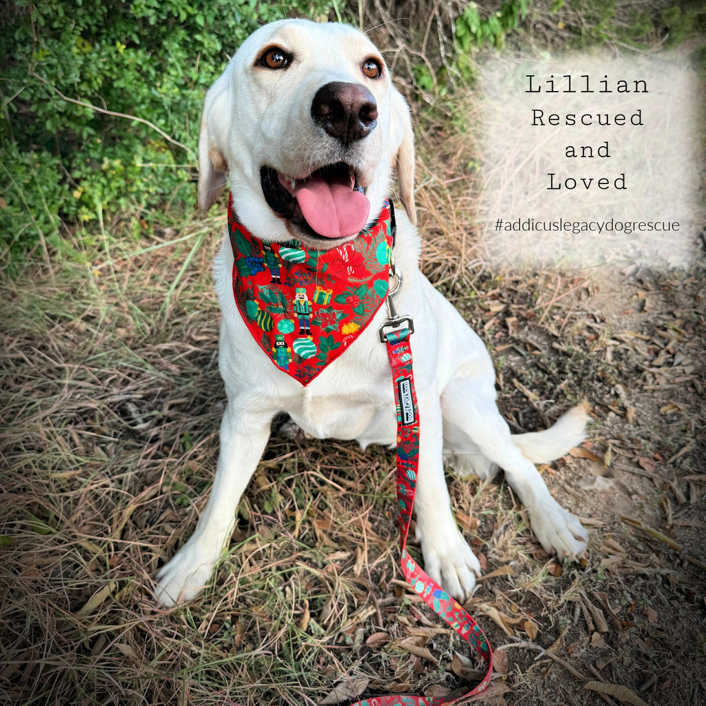 Dog wearing a red bandana sitting on the ground with text about rescue and love.