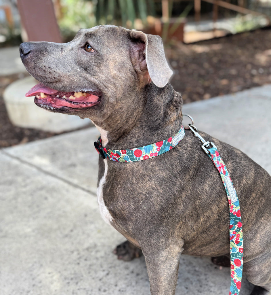 Dog wearing a colorful collar and leash on a sidewalk
