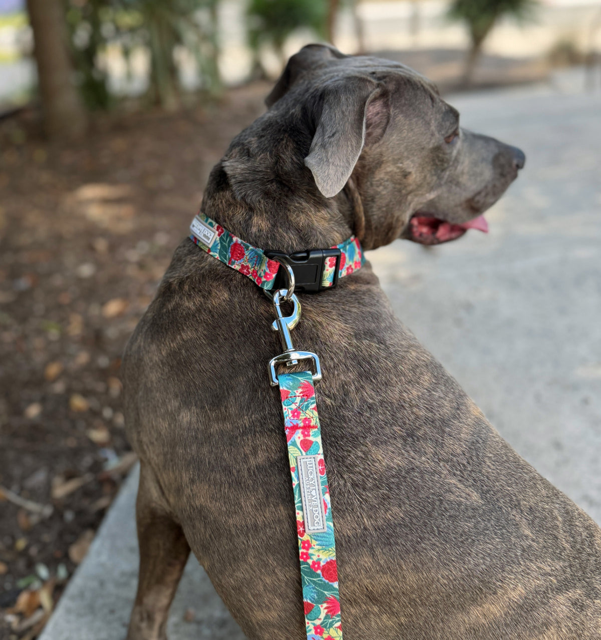 Brindle dog wearing a green and red floral patterned collar and leash, looking to the side outdoors.