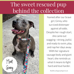 Happy gray Pitbull mix dog named Ginny wearing a floral collar and leash, with a caption about her rescue story.