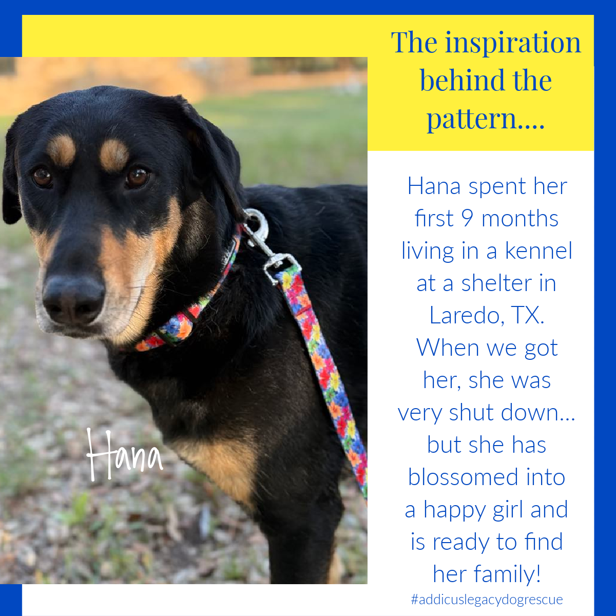 Black and tan rescue dog named Hana wearing a colorful patterned collar and leash, with a caption about her shelter story.