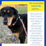 Black and tan rescue dog named Hana wearing a colorful patterned collar and leash, with a caption about her shelter story.