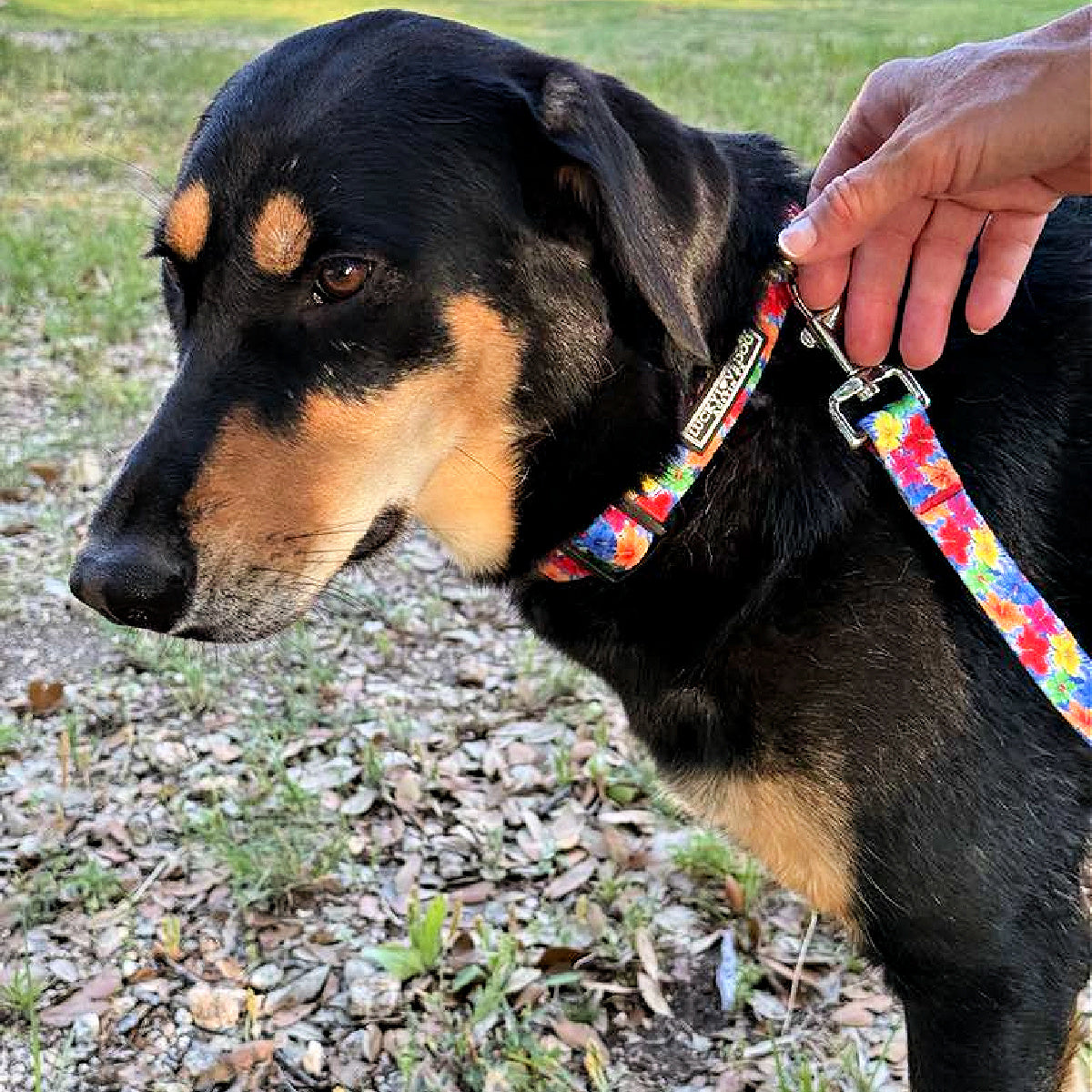 Black and tan dog wearing a bright floral collar and leash, held by a person's hand outdoors.