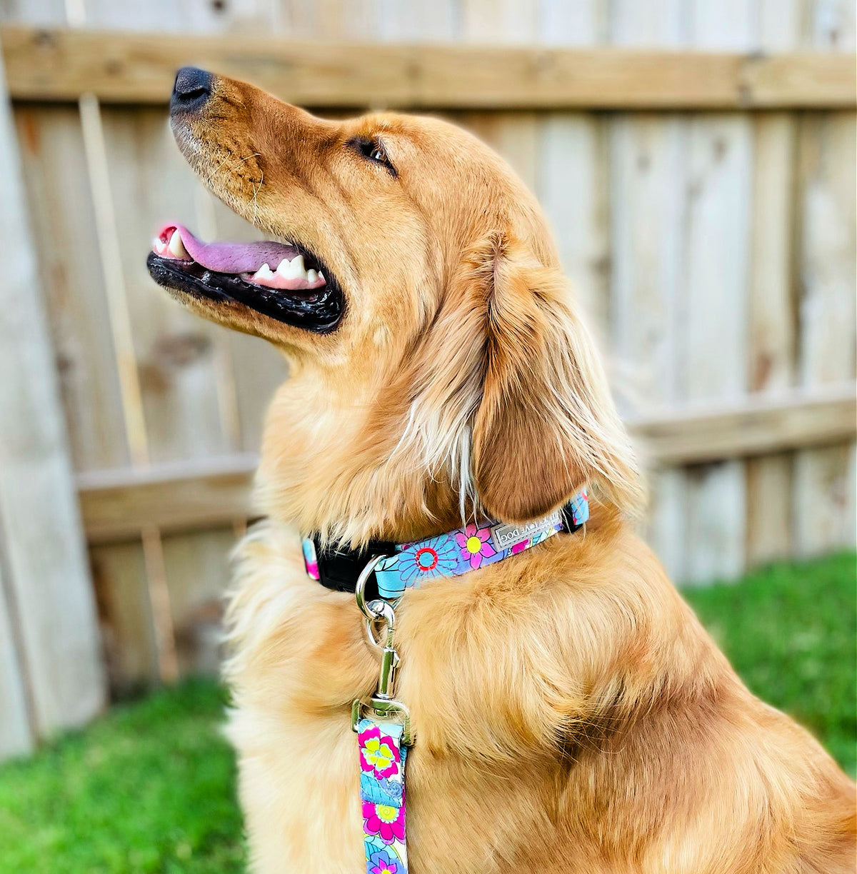 dog wearing a bright floral collar and matching leash