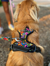 A Golden Retriever from behind wearing a vibrant, multicolored floral pattern harness with a matching leash attached.