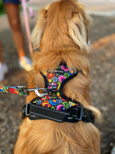Designer Dog Harnesses Leashes, Designer Dog Harness Leash Set