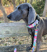 WIDE Caroline Collar