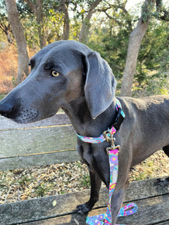 Gray dog standing on a wooden bench wearing a colorful floral collar and matching leash