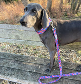 WIDE Zuzu Collar