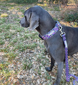 WIDE Primrose Collar