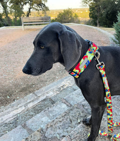 WIDE Oscar Collar