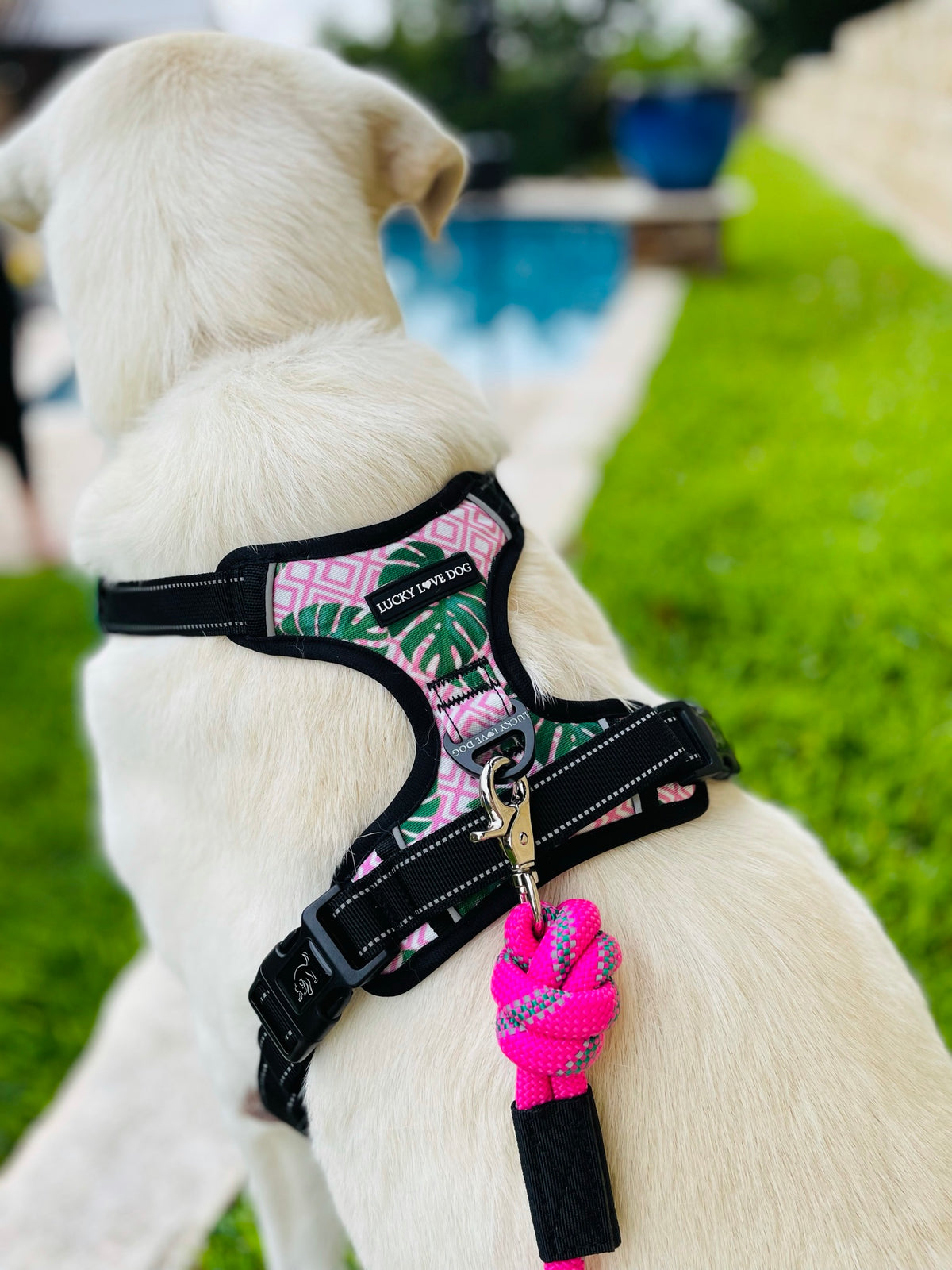Easy Walker Laguna Pink Harness