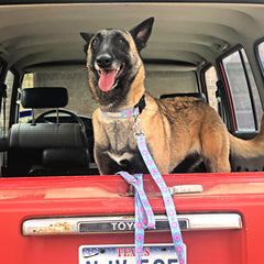 Clara Dog Collar