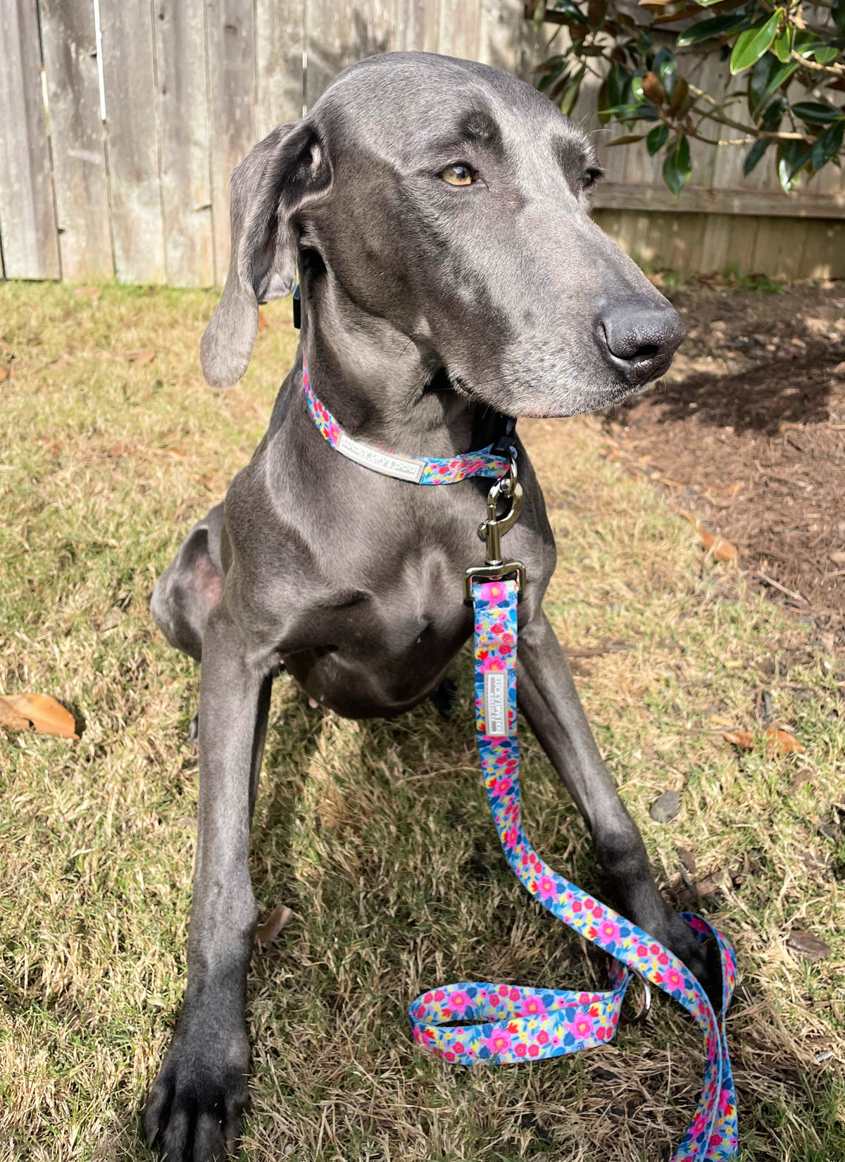 Gray dog sitting on grass wearing a colorful floral Lucky Love Dog collar and leash.