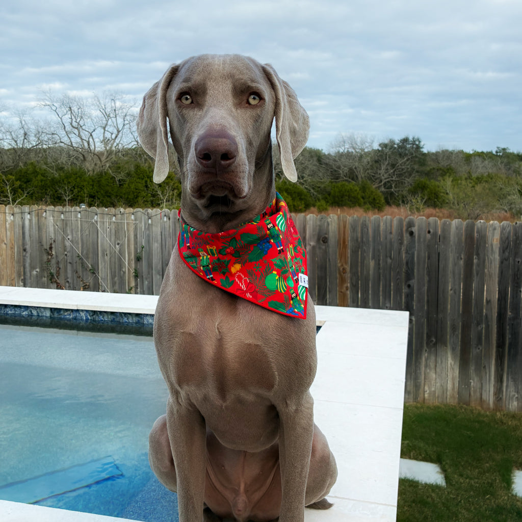 Dog wearing a colorful bandana sitting by a pool with a wooden fence and trees in the background