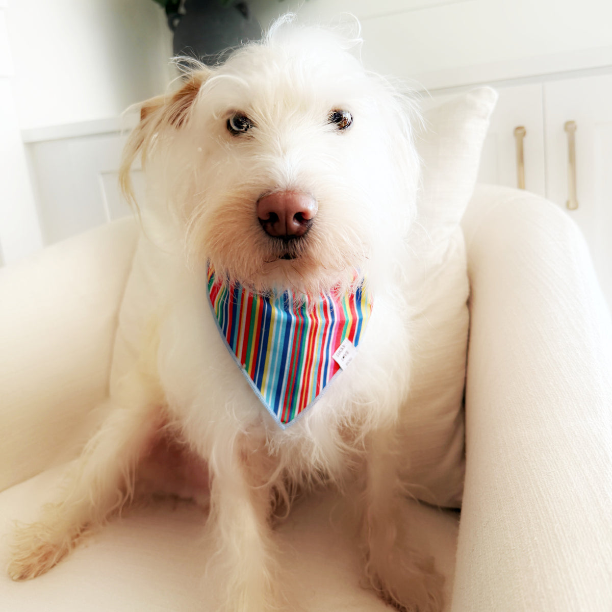 Hippie bandana for dogs featuring a colorful rainbow striped design on a fluffy white dog sitting in a chair, shown alongside product details for the reversible cotton pet accessory.
