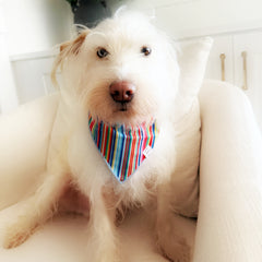 Hippie bandana for dogs featuring a colorful rainbow striped design on a fluffy white dog sitting in a chair, shown alongside product details for the reversible cotton pet accessory.