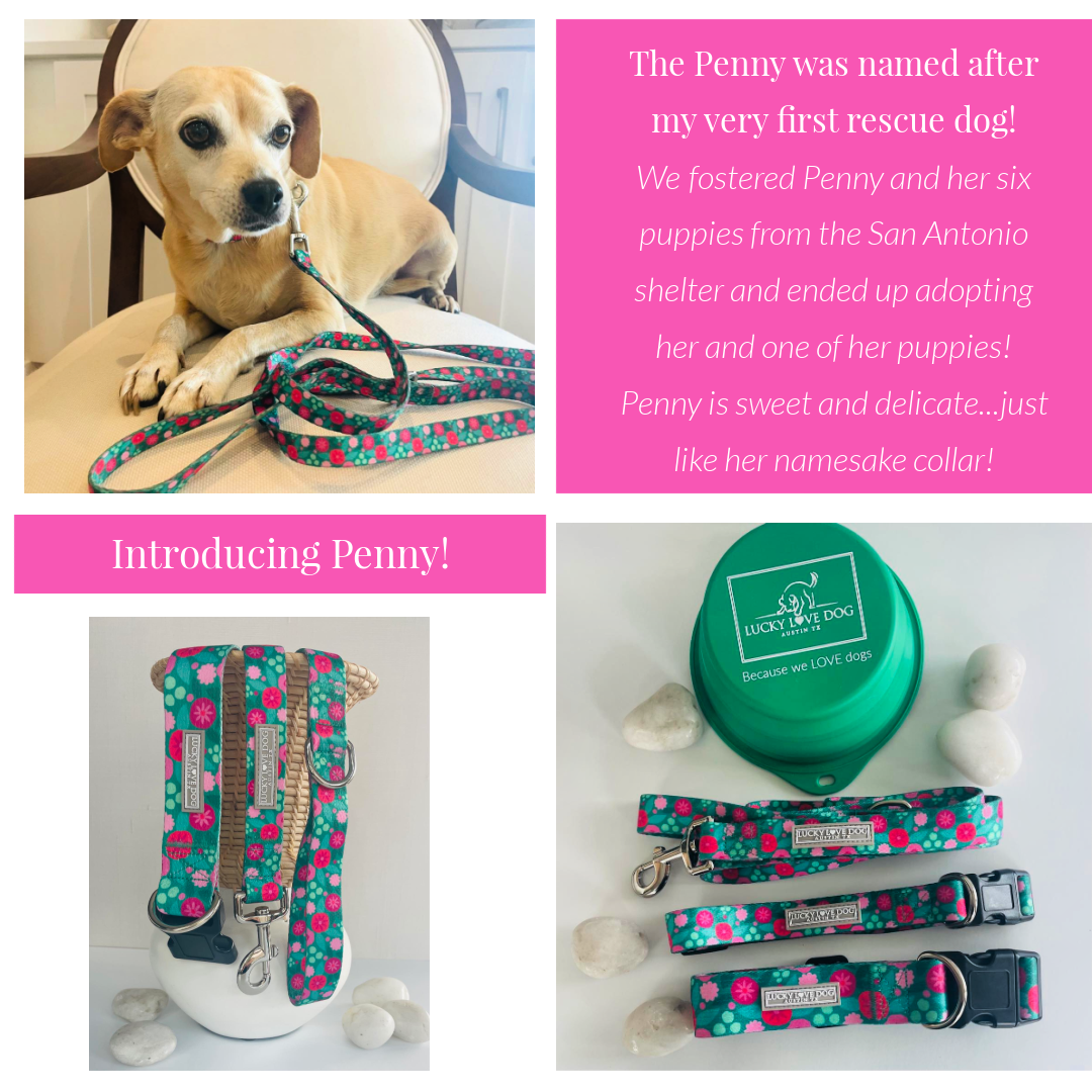 Collage featuring a tan rescue dog wearing the Penny teal and pink floral collar, product shots of the matching Lucky Love Dog collar and leash set, and a green collapsible dog bowl