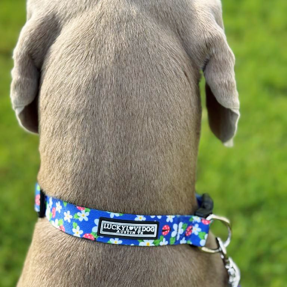 Close-up view of a Weimaraner dog's neck wearing a blue collar with daisy and ladybug print.