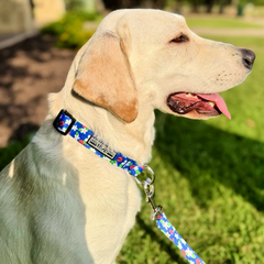 Happy yellow Labrador dog wearing a blue collar and leash with a daisy and ladybug pattern outdoors.